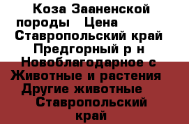 Коза Зааненской породы › Цена ­ 7 000 - Ставропольский край, Предгорный р-н, Новоблагодарное с. Животные и растения » Другие животные   . Ставропольский край